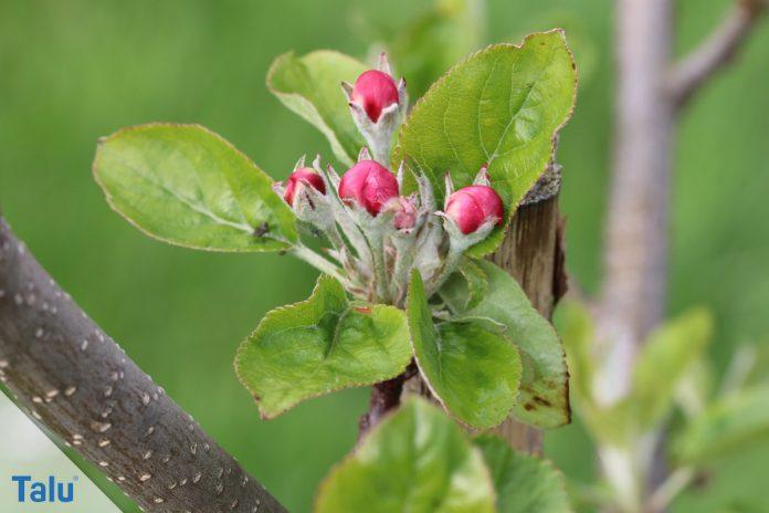 ZierapfelBaum und Strauch richtig pflegen und schneiden