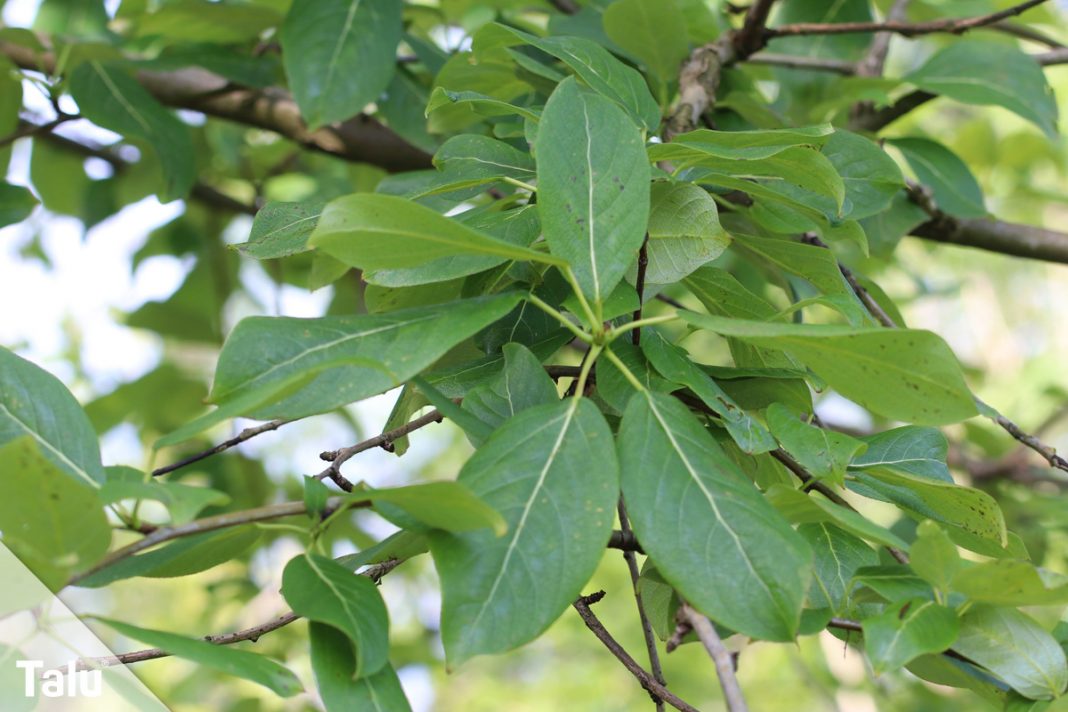 Mehrjährige Kräuter - Liste der winterharten Kräuter im Kräutergarten